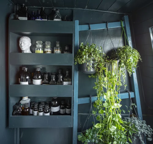 An apothecary shelf of tinctures and bottles with dried herbs hanging alongside