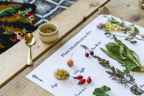 A plant identification key with labelled foraged specimens and a gold spoon